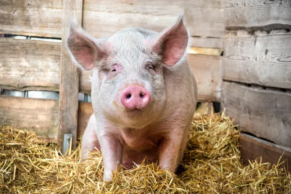 Large Pigs